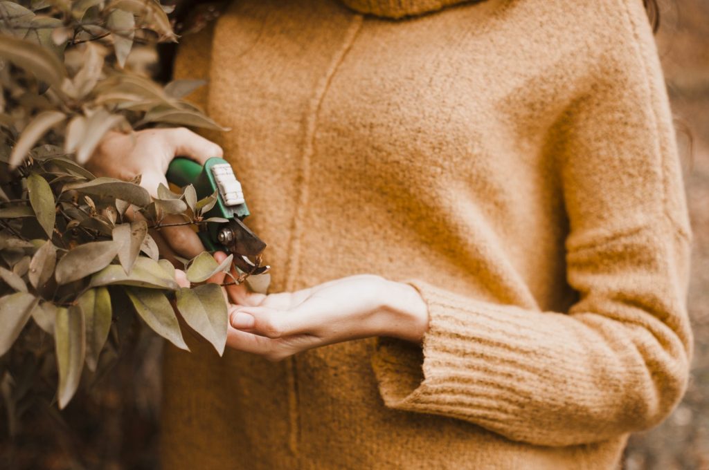 Woman wearing orange jumper cutting plants